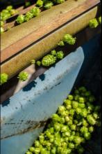 Separated hops moving into the harvest bin